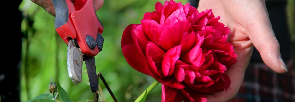 Hand schneidet eine Pfingstrose mit Gartenschere